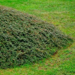 Cotonéaster 'Coral Beauty' - Un tapis de baies rouges