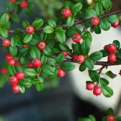 Cotonéaster 'Coral Beauty' - Un tapis de baies rouges