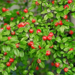 Cotonéaster 'Coral Beauty' - Un tapis de baies rouges