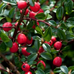 Cotonéaster 'Coral Beauty' - Un tapis de baies rouges