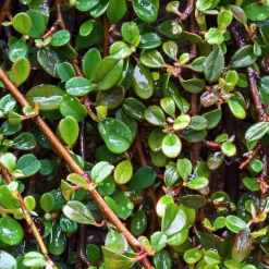 Cotonéaster de Dammer - Un tapis vert sans effort