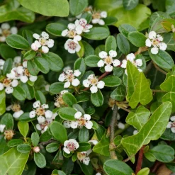 Cotonéaster de Dammer - Un tapis vert sans effort