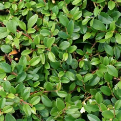 Cotonéaster de Dammer - Un tapis vert sans effort