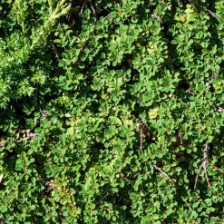 Cotonéaster de Dammer - Un tapis vert sans effort