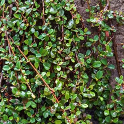 Cotonéaster de Dammer - Un tapis vert sans effort