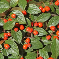 Cotoneaster franchetii - Une haie verte toute l'année