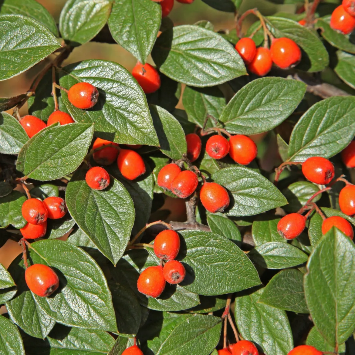 Cotoneaster franchetii - Une haie verte toute l'année