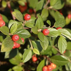 Cotoneaster franchetii - Une haie verte toute l'année