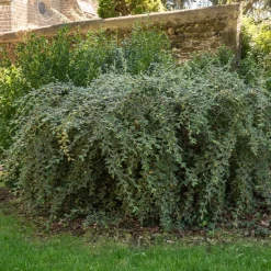 Cotoneaster franchetii - Une haie verte toute l'année