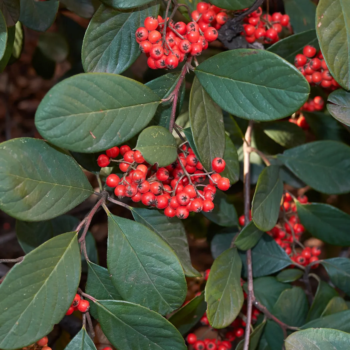 Cotoneaster Lacteus - Une haie verte toute l'année