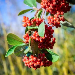 Cotoneaster Lacteus - Une haie verte toute l'année