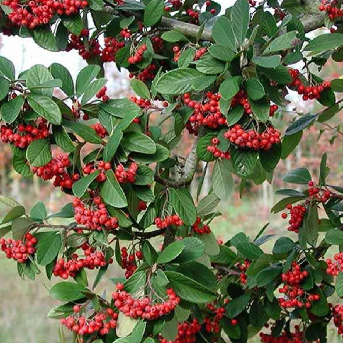 Cotoneaster Lacteus - Une haie verte toute l'année