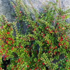 Cotoneaster rampant - Un tapis rouge sans effort