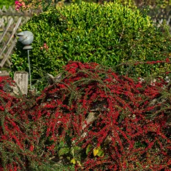 Cotoneaster rampant - Un tapis rouge sans effort