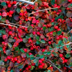 Cotoneaster rampant - Un tapis rouge sans effort