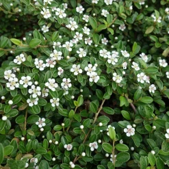 Cotoneaster rampant - Un tapis rouge sans effort