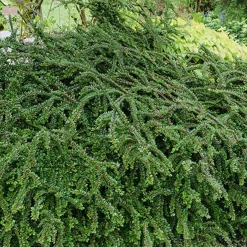 Cotoneaster rampant - Un tapis rouge sans effort