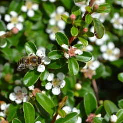 Cotoneaster rampant - Un tapis rouge sans effort