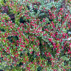 Cotoneaster rampant - Un tapis rouge sans effort