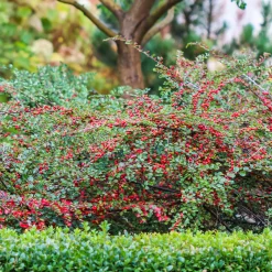 Cotoneaster rampant - Un tapis rouge sans effort