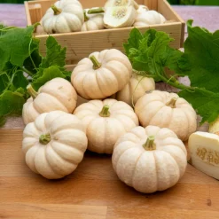 Courge Baby Boo - Mini courges blanches déco