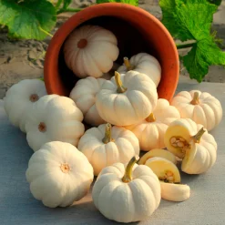 Courge Baby Boo - Mini courges blanches déco