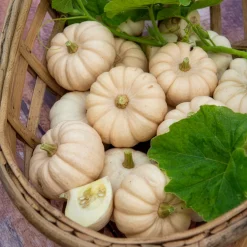 Courge Baby Boo - Mini courges blanches déco