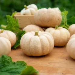 Courge Baby Boo - Mini courges blanches déco