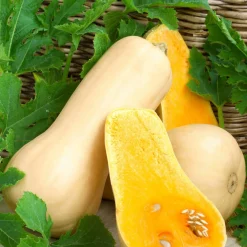 Courge Butternut Hercules F1 - Purées veloutées et sucrées