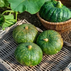Courge Delicata - Douce, facile, prête à cuire