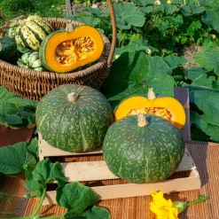 Courge Delicata - Douce, facile, prête à cuire