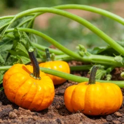 Courge Jack Be Little - Mini courges, maxi effet
