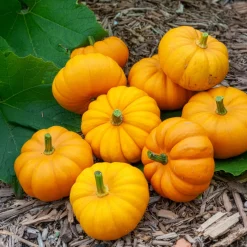 Courge Jack Be Little - Mini courges, maxi effet