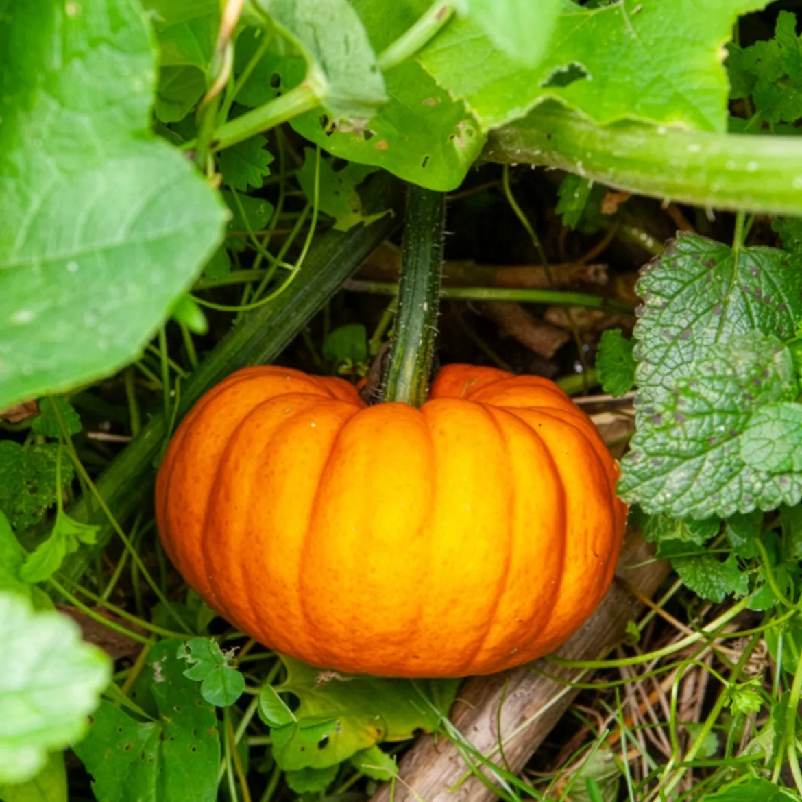 Courge Jack Be Little - Mini courges, maxi effet