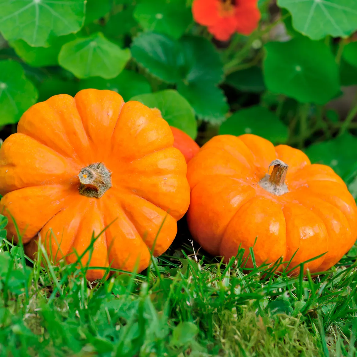 Courge Jack Be Little - Mini courges, maxi effet