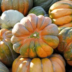 Courge Musquée de Provence Bio - La courge qui fait tout