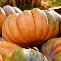 Courge Musquée de Provence Bio - La courge qui fait tout
