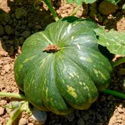 Courge Musquée de Provence - Chair sucrée, récolte généreuse
