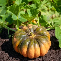 Courge Musquée de Provence - Chair sucrée, récolte généreuse