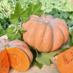 Courge Musquée de Provence - Une chair sucrée à profusion