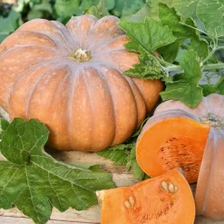 Courge Musquée de Provence - Une chair sucrée à profusion