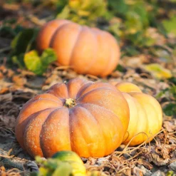Courge Musquée de Provence - Une chair sucrée à profusion