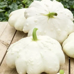 Courge pâtisson blanc - Récolte facile tout l'été