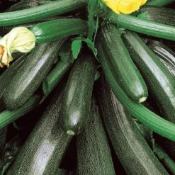 Courgette Ambassador F1 - Des courgettes tout l'été