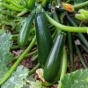 Courgette Astia F1 - Récolte facile tout l'été