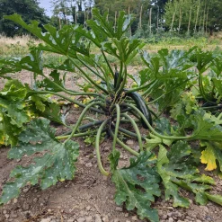 Courgette Black 'Beauty' BIO - Récolte facile tout l'été