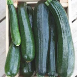 Courgette Black 'Beauty' BIO - Récolte facile tout l'été
