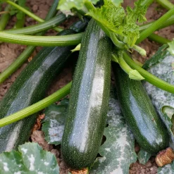 Courgette Black Beauty - Récolte facile tout l'été