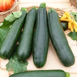 Courgette Black Beauty - Récolte facile tout l'été
