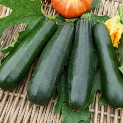 Courgette Black Beauty - Récolte facile tout l'été